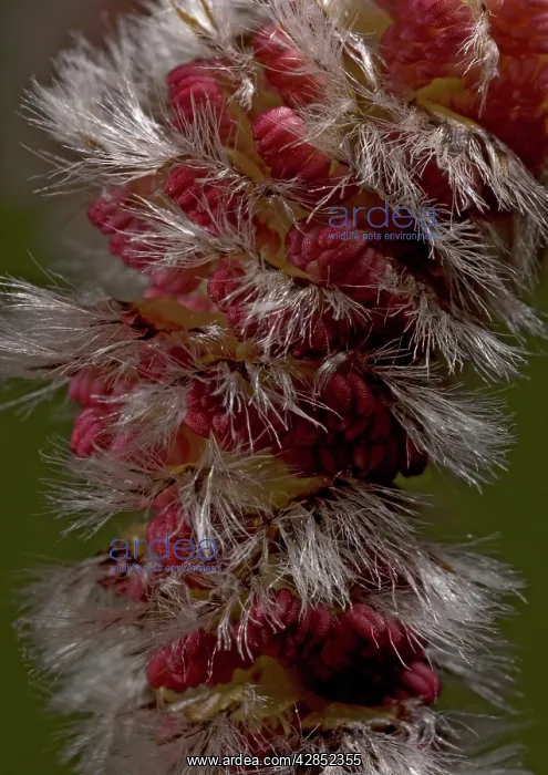 : Aspen, male catkins in spring : Aspen, male catkins in spring