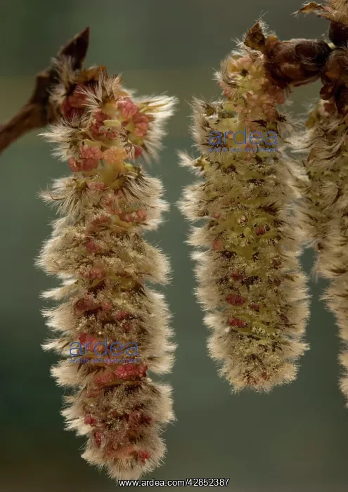  : Aspen, male catkins in spring