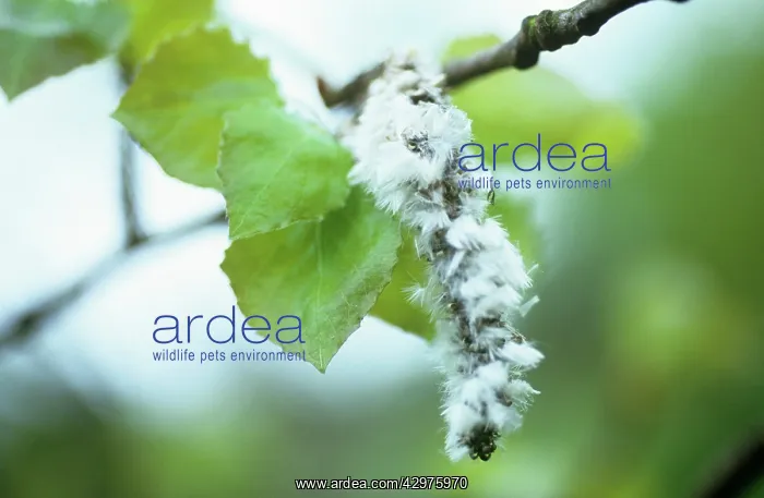 : Aspen, Populus tremula : Aspen, Populus tremula