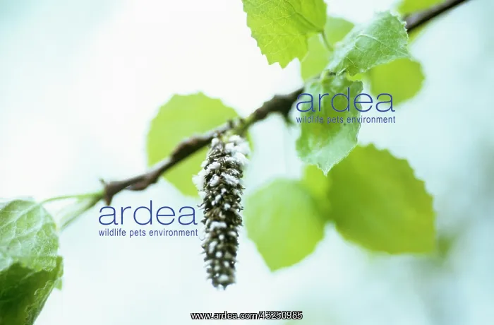 : Aspen, Populus tremula : Aspen, Populus tremula