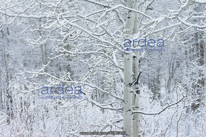 : Aspen (Populus tremuloides) grove in winter : Aspen (Populus tremuloides) grove in winter