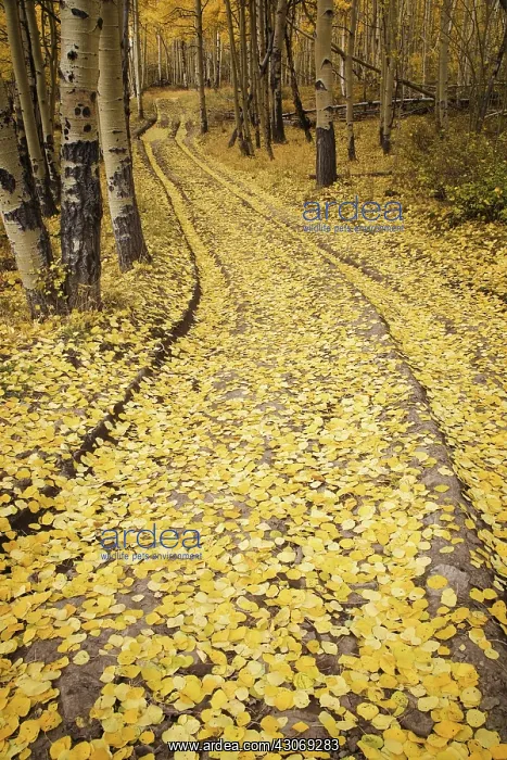 : Aspen Road, CO : Aspen Road, CO