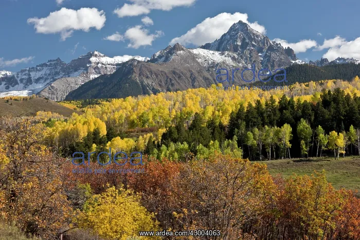 : Aspen and Spruce forests : Aspen and Spruce forests