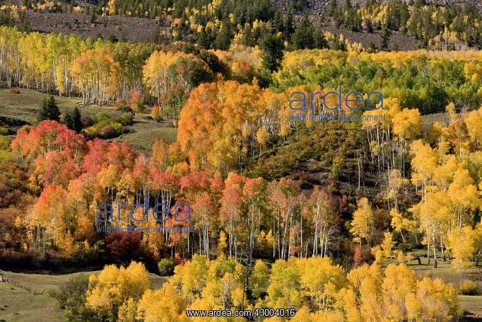 : Aspen and Spruce forests in autumn : Aspen and Spruce forests in autumn
