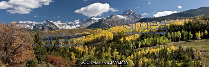 : Aspen and Spruce forests - Panorama in autumn : Aspen and Spruce forests - Panorama in autumn