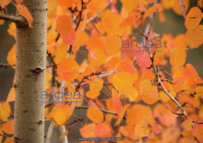 : Aspen, with stunning red autumn foliage : Aspen, with stunning red autumn foliage