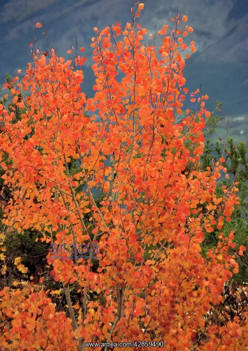 : Aspen, with stunning red autumn foliage : Aspen, with stunning red autumn foliage