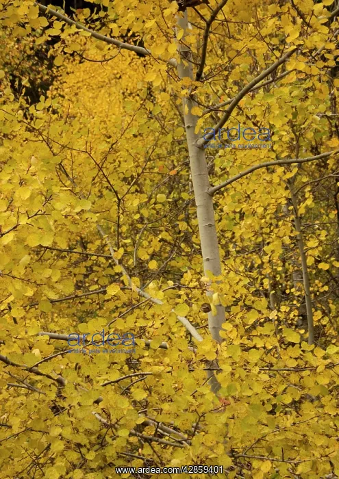 : Aspen. With superb autumn colour : Aspen. With superb autumn colour