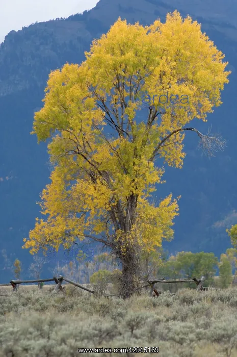 : Aspen tree with autumn leaves : Aspen tree with autumn leaves