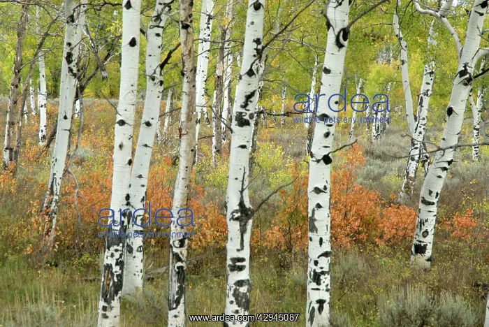 : Aspen Tree Trunks : Aspen Tree Trunks