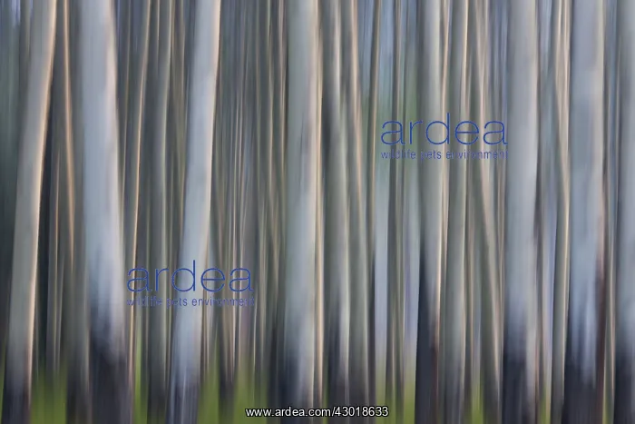  : Aspen Tree trunks