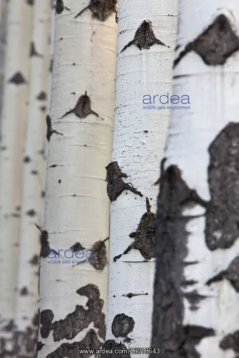  : Aspen Tree trunks