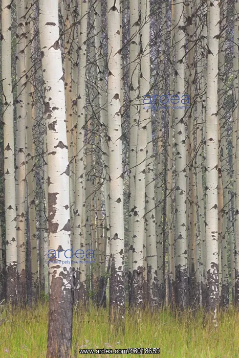 : Aspen Tree trunks : Aspen Tree trunks