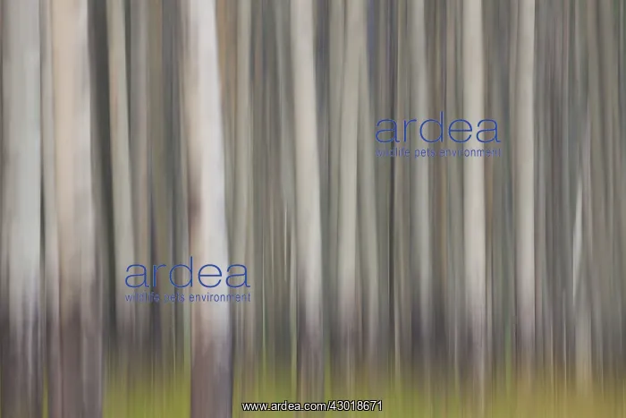  : Aspen Tree trunks