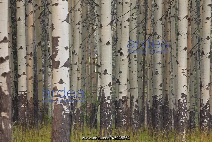 : Aspen Tree trunks : Aspen Tree trunks
