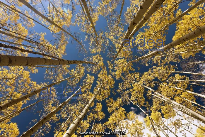 : Aspen Trees : Aspen Trees