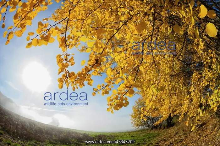 : Aspen Trees, in autumn color and morning mist, Hessen : Aspen Trees, in autumn color and morning mist, Hessen