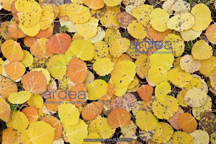 : Aspen trees - Fallen Quaking Aspen leaves - with : Aspen trees - Fallen Quaking Aspen leaves - with