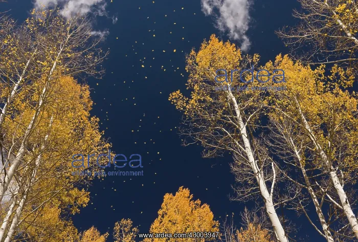  : Aspen trees - leaves falling in autumn (fall)