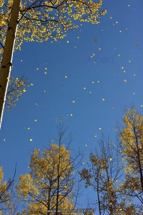 : Aspen Trees - leaves falling in autumn (fall) : Aspen Trees - leaves falling in autumn (fall)