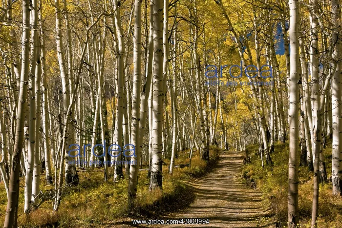: Aspen Trees - mountain road through Aspens with : Aspen Trees - mountain road through Aspens with