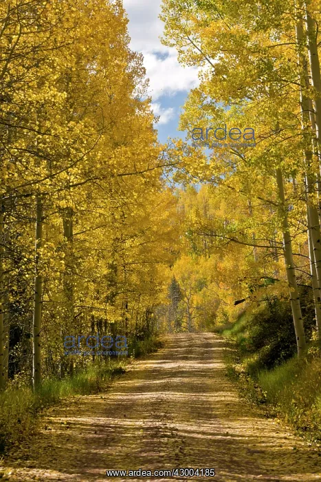 : Aspen Trees - mountain road through Aspens with : Aspen Trees - mountain road through Aspens with