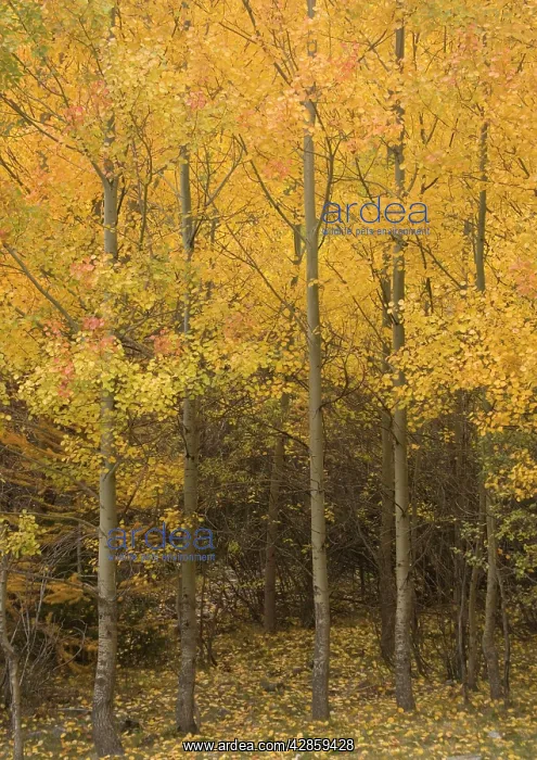 : Aspen trees with stunning autumn colour : Aspen trees with stunning autumn colour