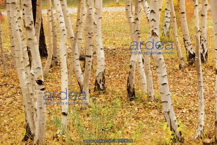 : Aspen trunks in autumn : Aspen trunks in autumn