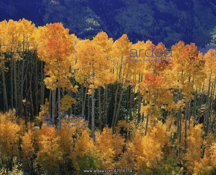 : ASPENS - In Autumn : ASPENS - In Autumn