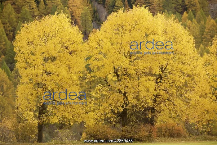: Aspens, in autumn colour : Aspens, in autumn colour