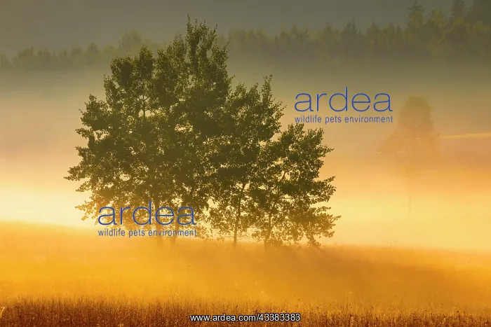 : Aspens in the Rothenthurm upland moor at sunrise : Aspens in the Rothenthurm upland moor at sunrise
