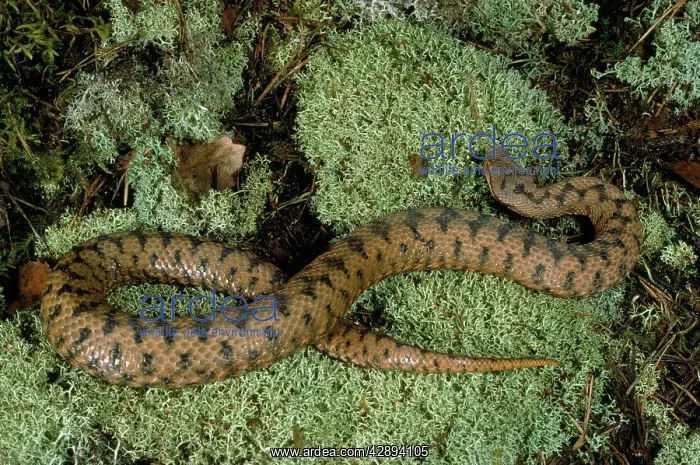  : ASPIC VIPER