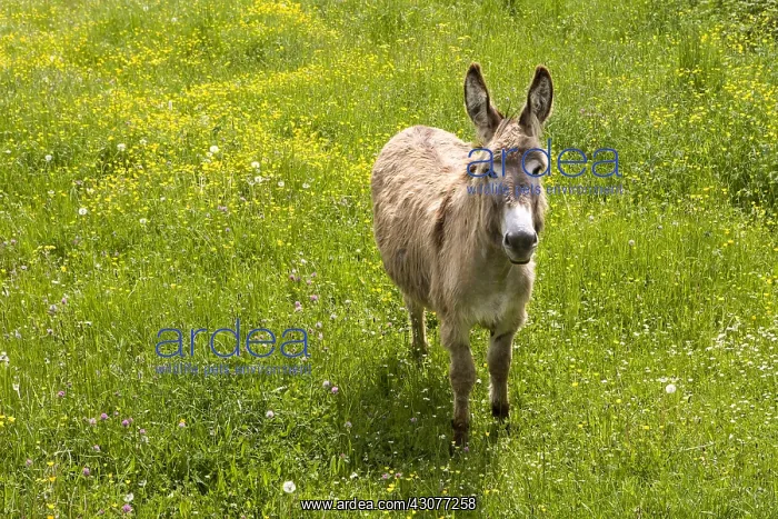 : Ass in a blooming meadow Bourgogne France : Ass in a blooming meadow Bourgogne France