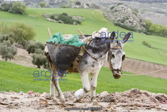 : Ass carrying goods Canyete Real Malaga : Ass carrying goods Canyete Real Malaga