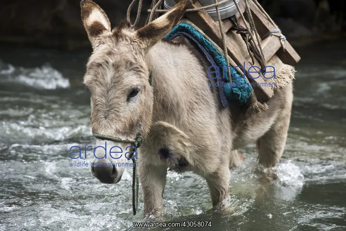 : Ass carrying milk and crossing Irubi River Ecuador : Ass carrying milk and crossing Irubi River Ecuador