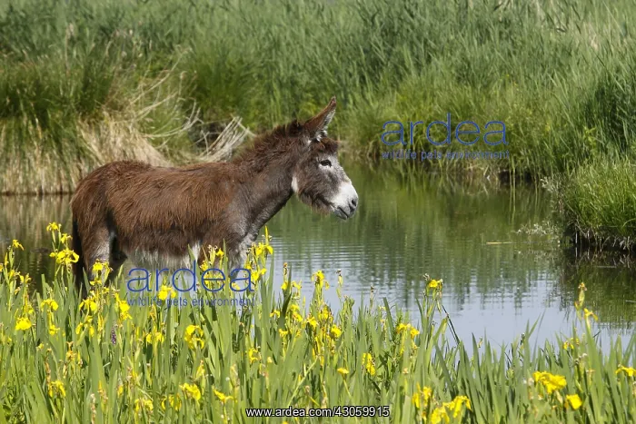 : Ass in the Marais Vernier to the Grand-Mare in the Eure : Ass in the Marais Vernier to the Grand-Mare in the Eure