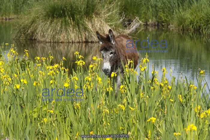 : Ass in the Marais Vernier to the Grand-Mare in the Eure : Ass in the Marais Vernier to the Grand-Mare in the Eure