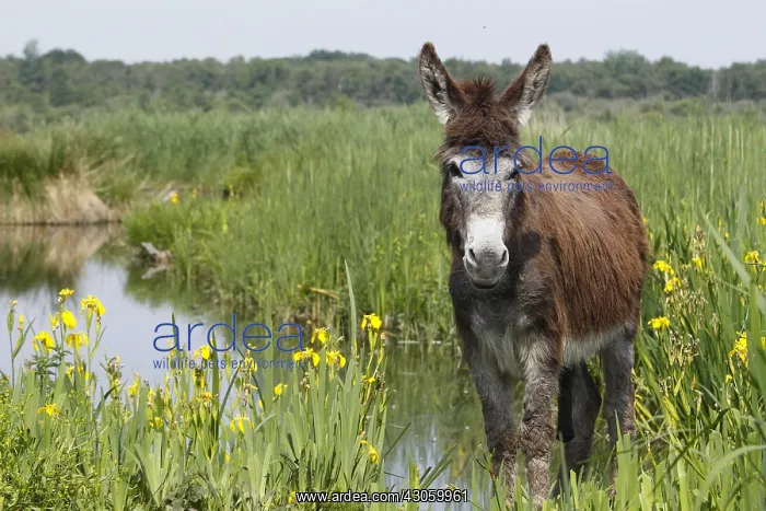 : Ass in the Marais Vernier to the Grand-Mare in the Eure : Ass in the Marais Vernier to the Grand-Mare in the Eure