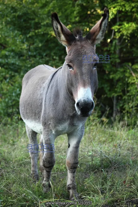 : Ass in a meadow - France : Ass in a meadow - France