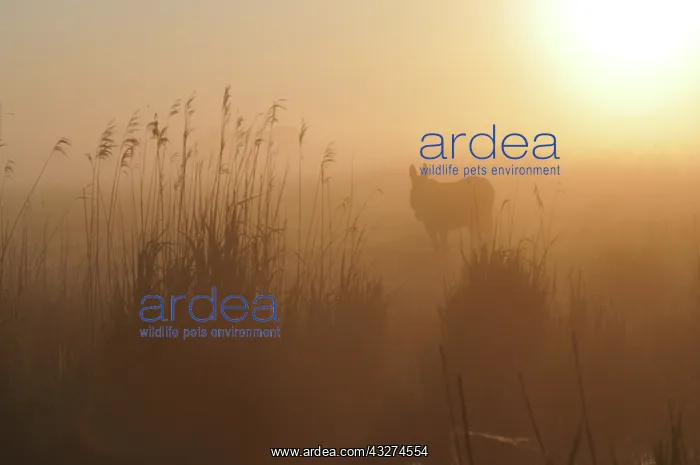 : Ass in the morning mist - Marais Breton France : Ass in the morning mist - Marais Breton France