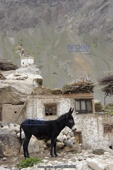 : Ass in a mountain hamlet Valley Lingti Zanskar India : Ass in a mountain hamlet Valley Lingti Zanskar India