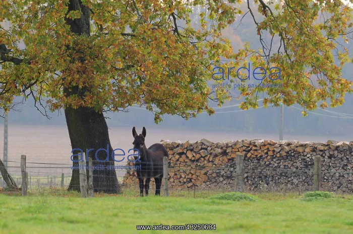 : Ass under an Oak tree in autumn - France : Ass under an Oak tree in autumn - France