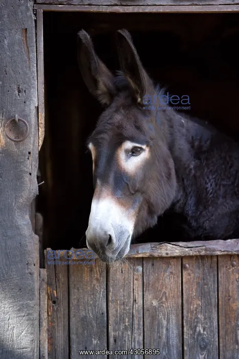 : Ass in a stall Ecomuseum Haute-Alsace France : Ass in a stall Ecomuseum Haute-Alsace France