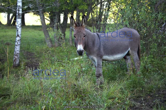 : Ass in undergrowth - France : Ass in undergrowth - France
