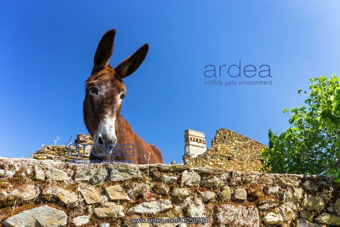 : Ass behind a wall - Ambroz Valley Extremadura Spain : Ass behind a wall - Ambroz Valley Extremadura Spain
