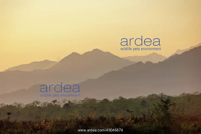 : Assam landscape, Manas national park : Assam landscape, Manas national park