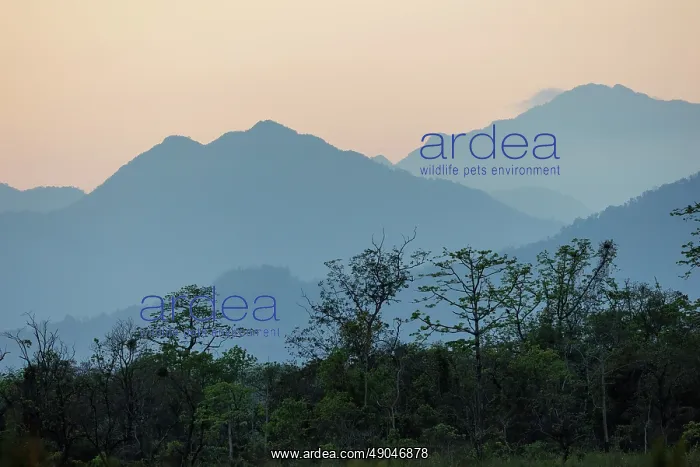 : Assam landscape, Manas national park : Assam landscape, Manas national park