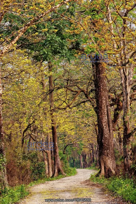 : Assam landscape, Manas national park : Assam landscape, Manas national park