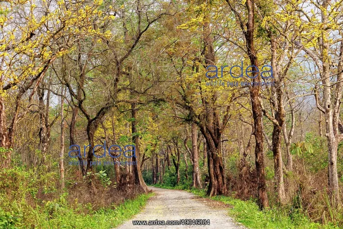 : Assam landscape, Manas national park : Assam landscape, Manas national park