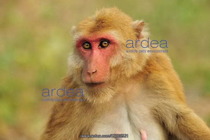 : Assam Macaque / Assamese Macaque : Assam Macaque / Assamese Macaque